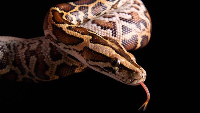 Sequestrati ad Ancora 138 pitoni destinati a “Verona Reptiles” VIDEO