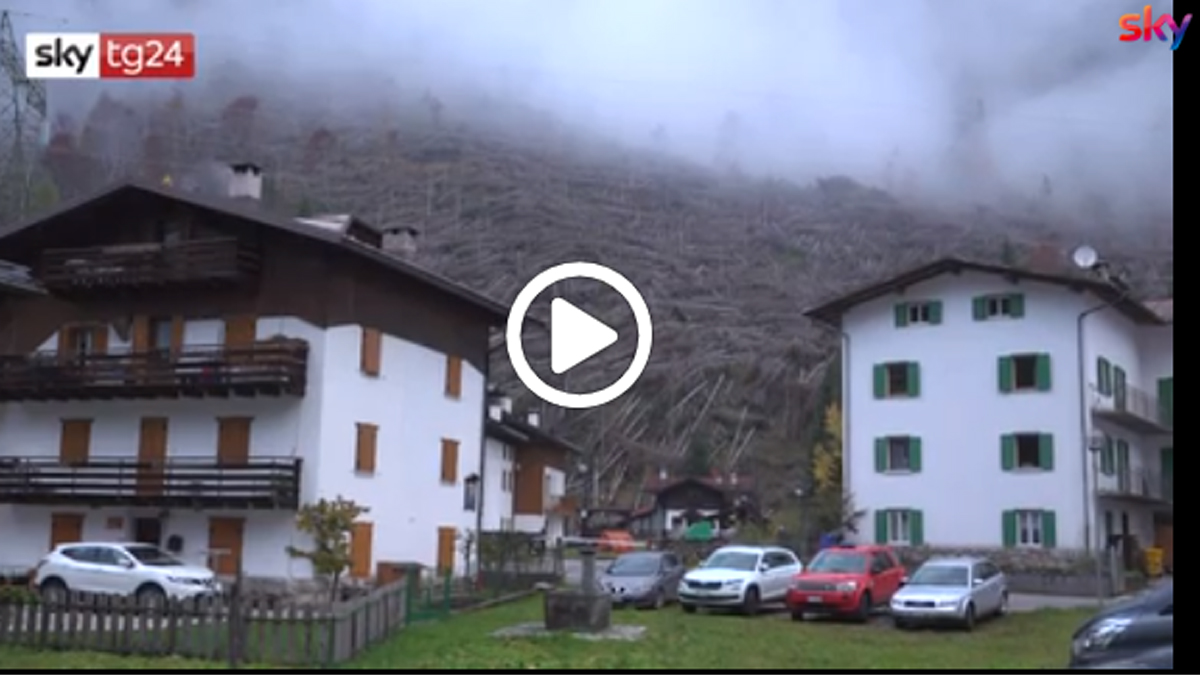 Tempesta Vaia, l’albero di Natale del Papa arriverà dal Veneto