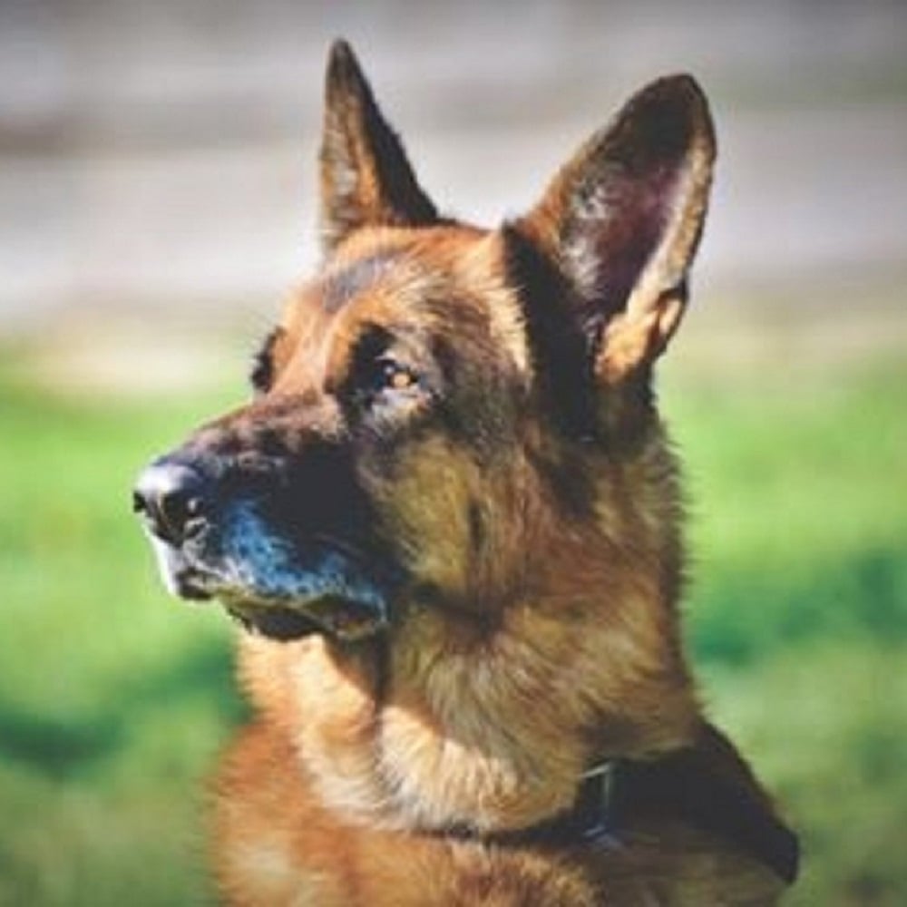 L’addio a Rocky di ufficiali ed agenti della Polizia Locale