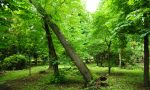 Maltempo: alberi e rami "killer" serve più specializzazione nella cura del verde