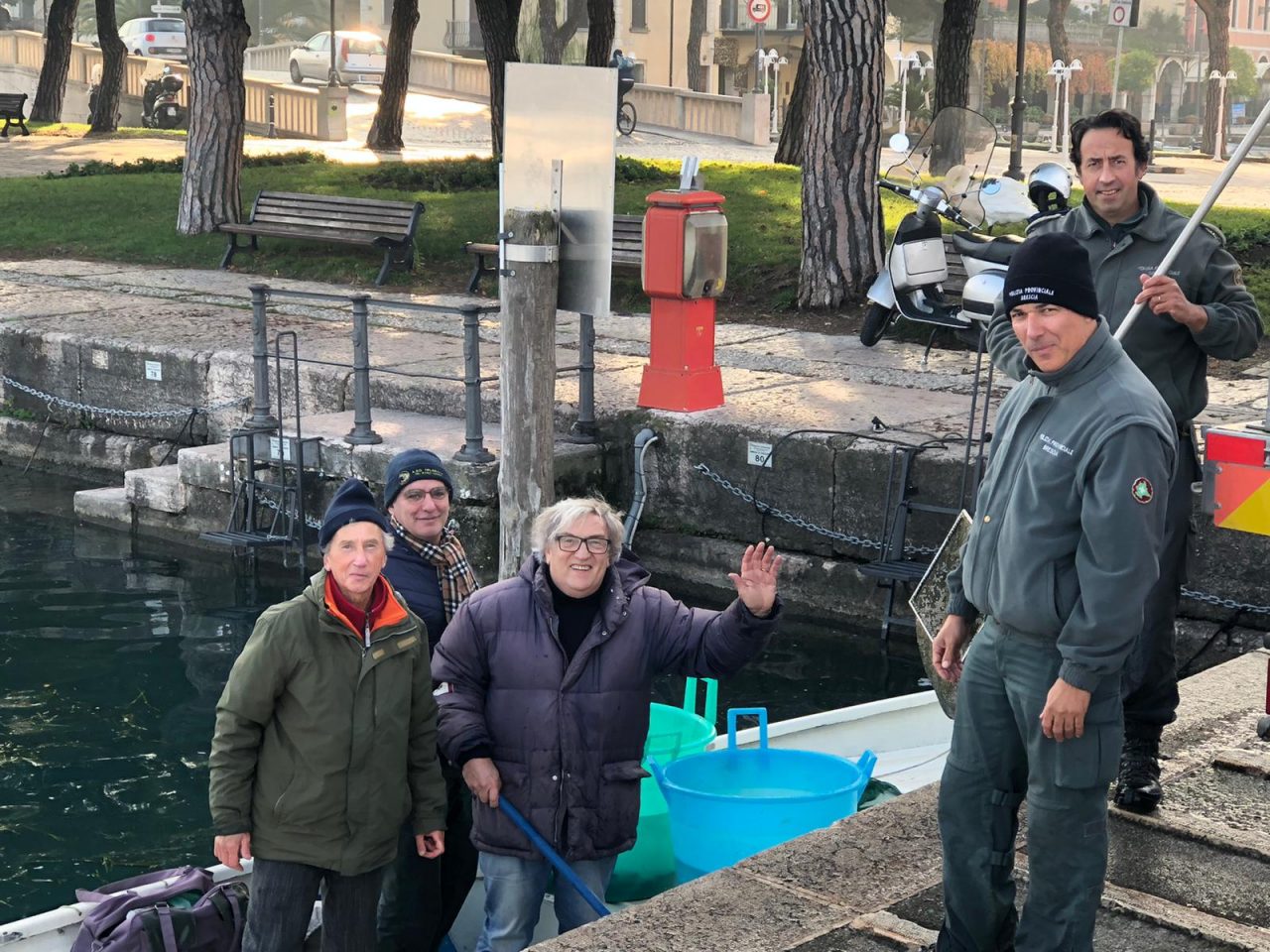 Seminate 25mila piccole trote nel Lago di Garda