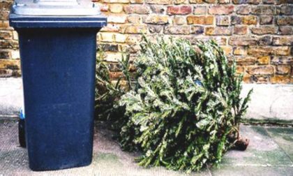 Ri-albero, il progetto per smaltire correttamente i vecchi alberi di Natale