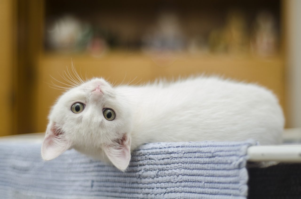 I gatti più belli del mondo tornano in Gran Guardia