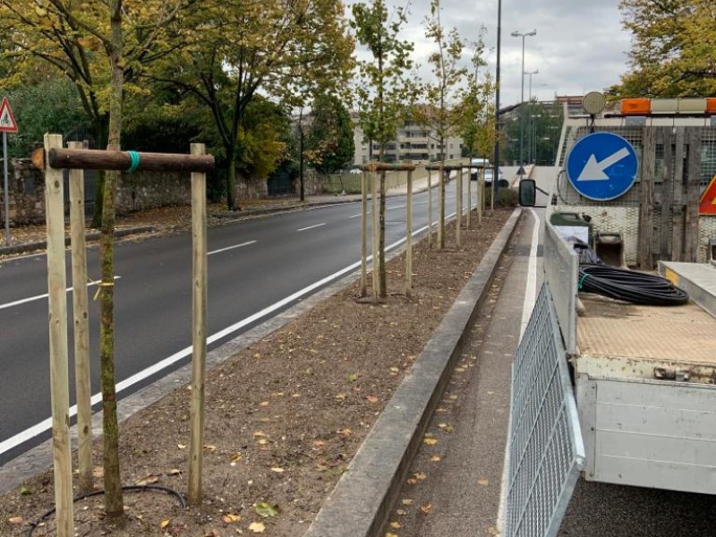 Tornano gli alberi in via Pontida, piantati 14 ginkco biloba
