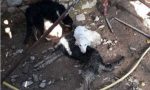 Cani murati vivi in un casolare: soppressa la mamma dei cuccioli
