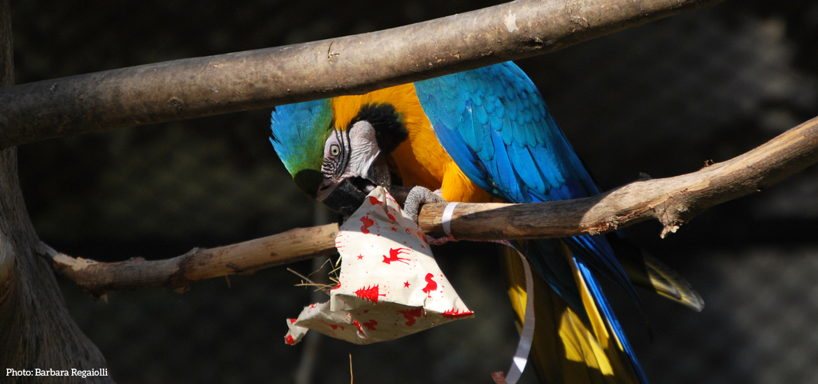 Parco Natura Viva, anche gli animali alle prese con i regali