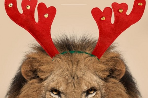 Paluani, trasformiamo in renne i leoni da tastiera