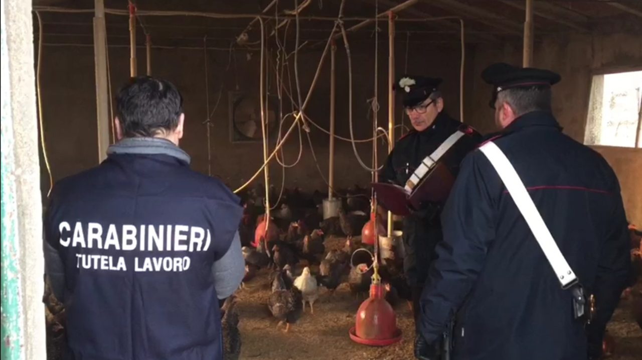 Sfruttamento di lavoratori extracomunitari in aziende agricole ed avicole