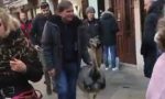 Due struzzi a passeggio tra le calli di Venezia VIDEO