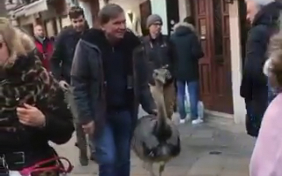 Due struzzi a passeggio tra le calli di Venezia VIDEO