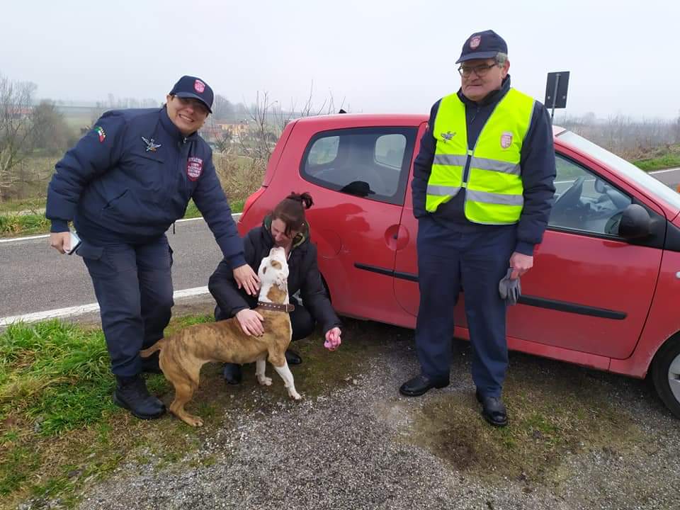 Pitbull affamata e infreddolita, tam tam del soccorso ambientale la riporta alla padrona
