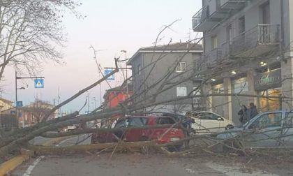Forte vento: nove alberi caduti e lastrina di copertura di Porta Borsari
