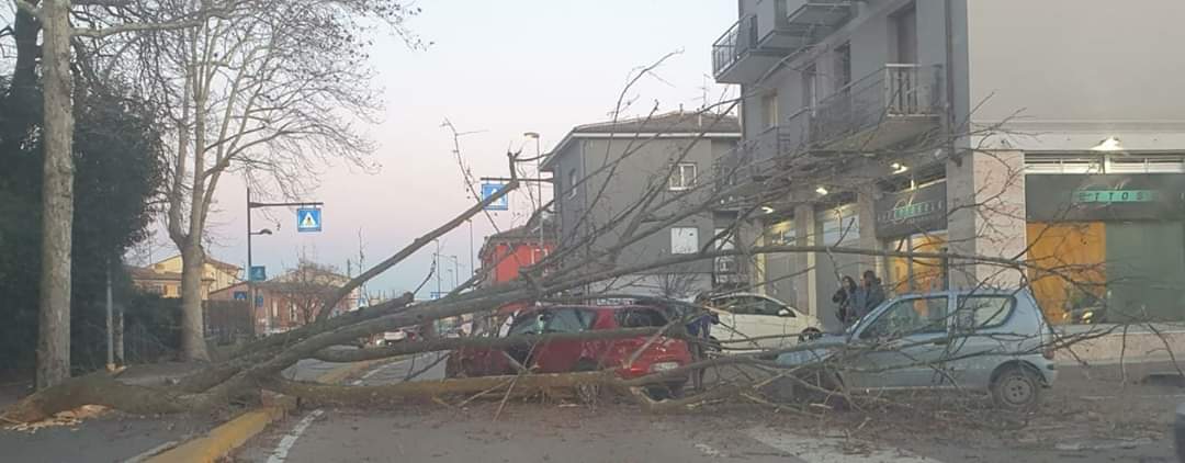 Albero si spezza e cade su due auto, attimi di paura