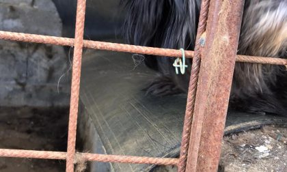 Cane viveva segregato nella sporcizia a Montecchia di Crosara, sequestrato stamattina