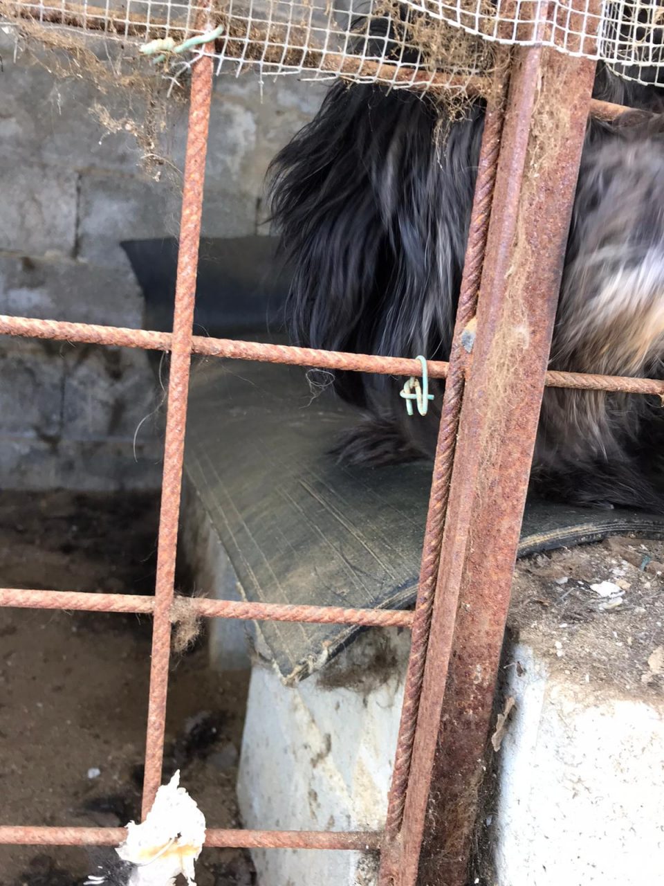 Cane viveva segregato nella sporcizia a Montecchia di Crosara, sequestrato stamattina