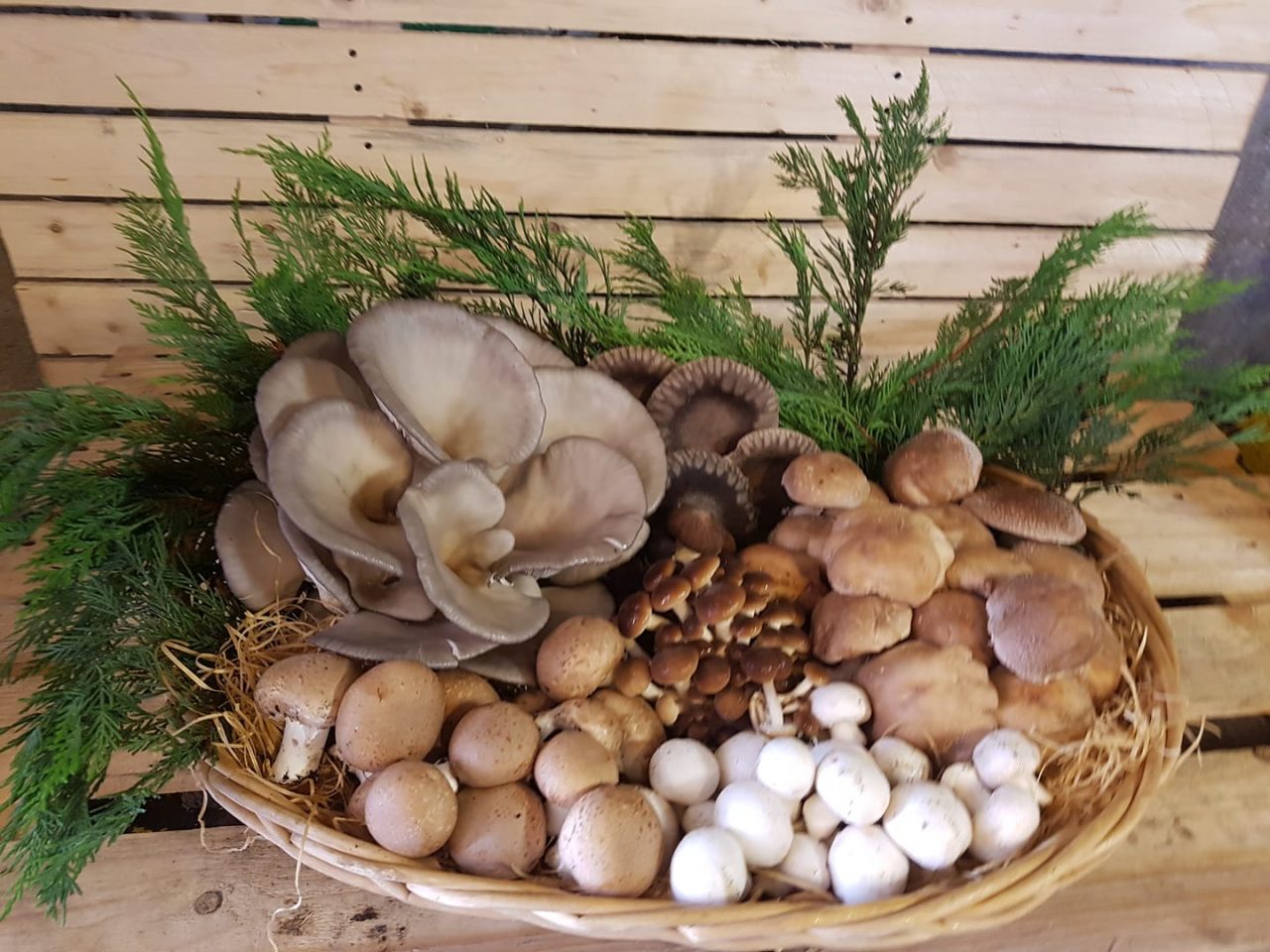 I negozi che consegnano la spesa a domicilio a Verona: Castagna Daniela Coltivazione Funghi
