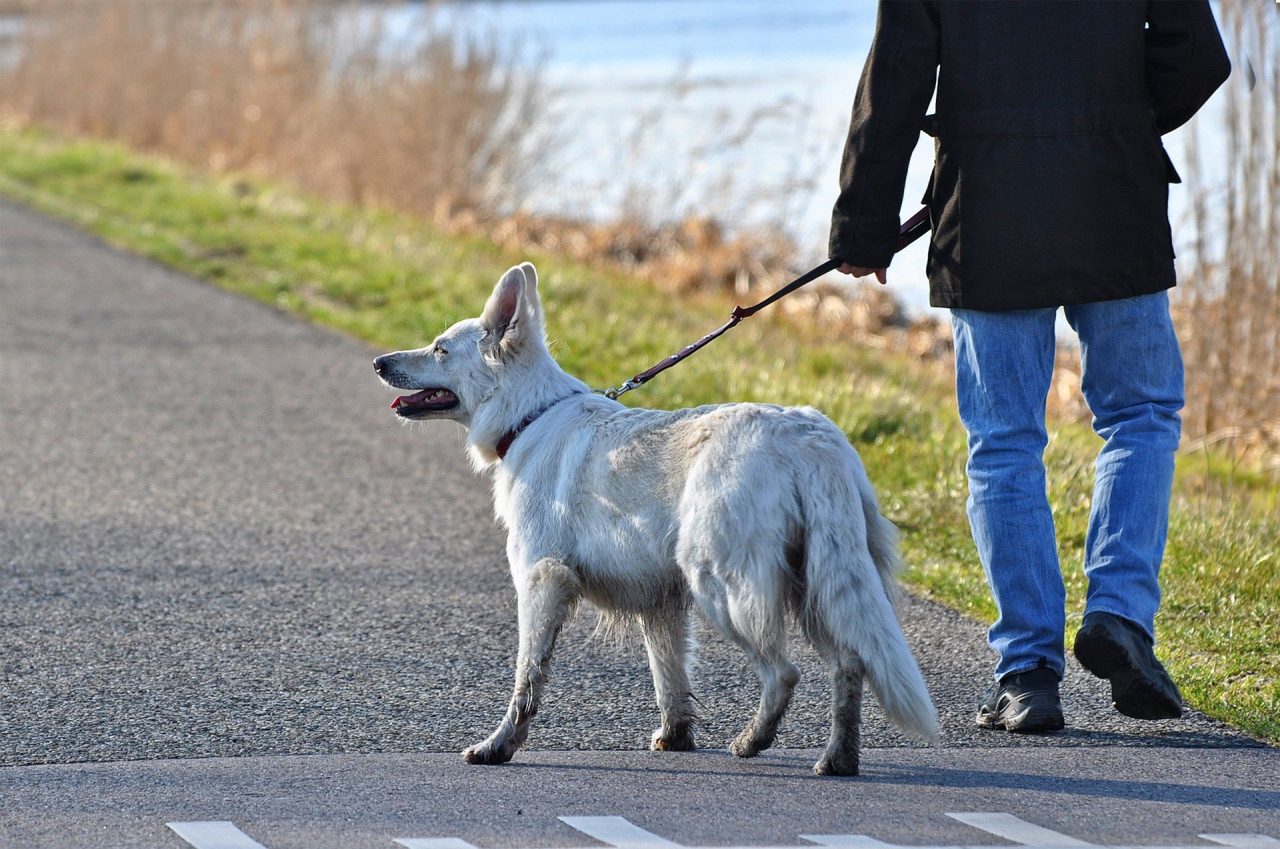 Coronavirus, le regole per la gestione degli animali domestici