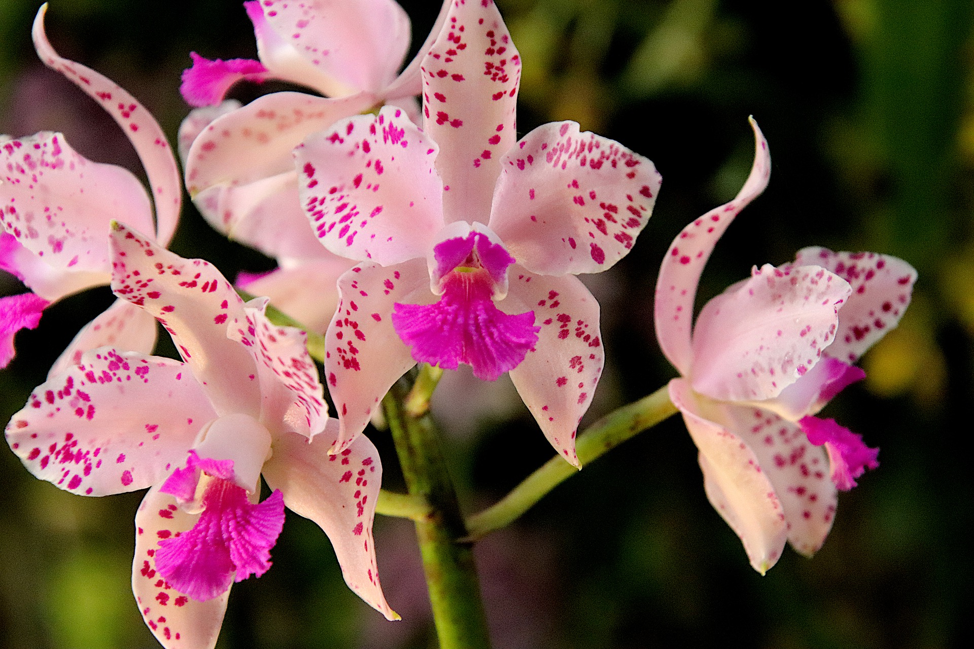 Орхидея с розовыми пятнами