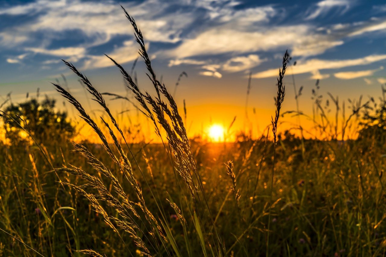 L’agricoltura è rosa, più di un’azienda agricola su quattro è guidata da donne