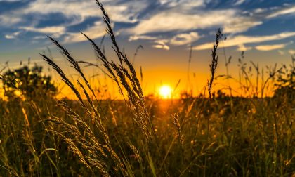 L’agricoltura è rosa, più di un’azienda agricola su quattro è guidata da donne