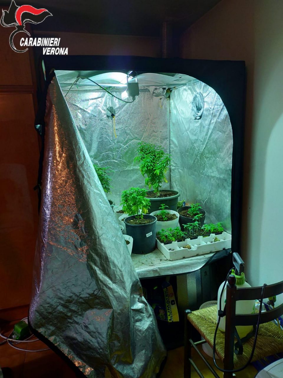 Aveva in casa una serra con illuminazione e riscaldamento con 20 piante di marijuana, arrestato