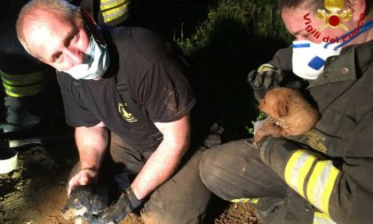 Due cuccioli di 20 giorni incastrati nel tubo: salvati dai Vigili del fuoco