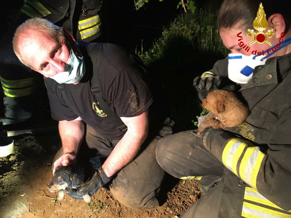 Due cuccioli di 20 giorni incastrati nel tubo: salvati dai Vigili del fuoco