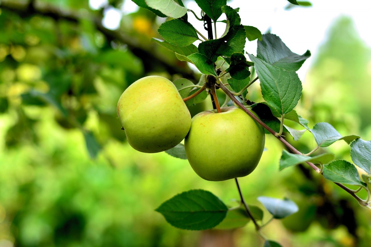 La mela è la regina della frutticoltura veronese, consumi in crescita fra il 18% e il 23%