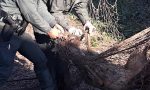Liberato un capriolo rimasto intrappolato nel giardino di una villa a Monteforte d'Alpone