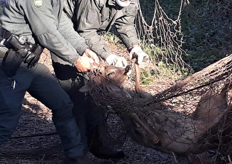Liberato un capriolo rimasto intrappolato nel giardino di una villa a Monteforte d’Alpone