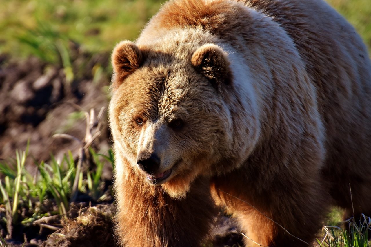 Dalla Lessinia al Garda fino in Trentino: catturato l’orso M49
