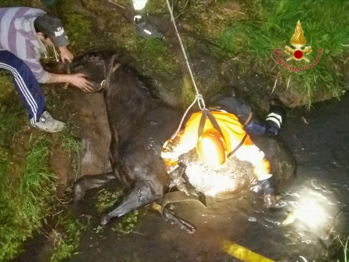 Cavallo cade nel fossato a Roncà, salvato dai Vigili del fuoco VIDEO