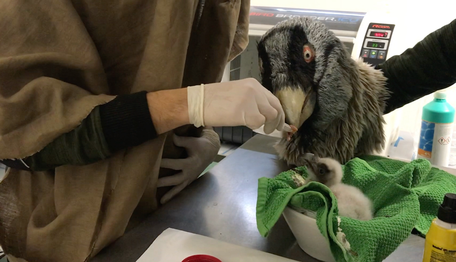 Parco Natura Viva, è nata la gipetina, lo staff si camuffa per evitare l’imprinting FOTO E VIDEO