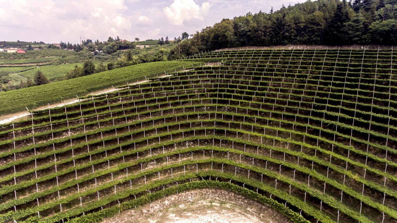 Nuove tecniche colturali in vigna per gestire le conseguenze del cambiamento climatico