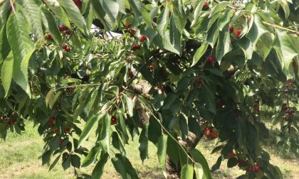 Coldiretti Verona: lo stato di salute dei ciliegi veronesi sarà monitorato con un bollettino settimanale