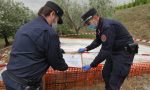 Carabinieri forestali sequestrano manufatto abusivo in un oliveto