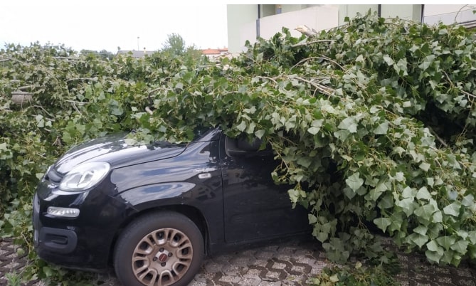 auto-schiacciata-albero-4