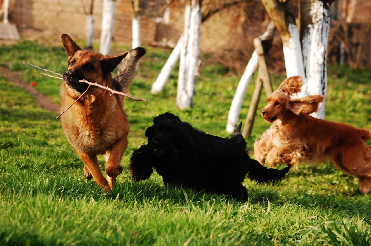 Area cani: eliminata la regola di singolo accesso per massimo cinque minuti
