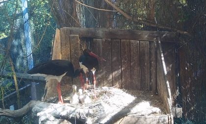 Parco Natura Viva, nati quattro fratellini di cicogna nera FOTO E VIDEO