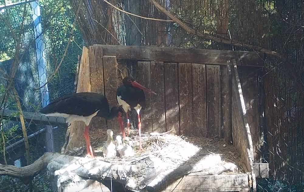 Parco Natura Viva, nati quattro fratellini di cicogna nera FOTO E VIDEO