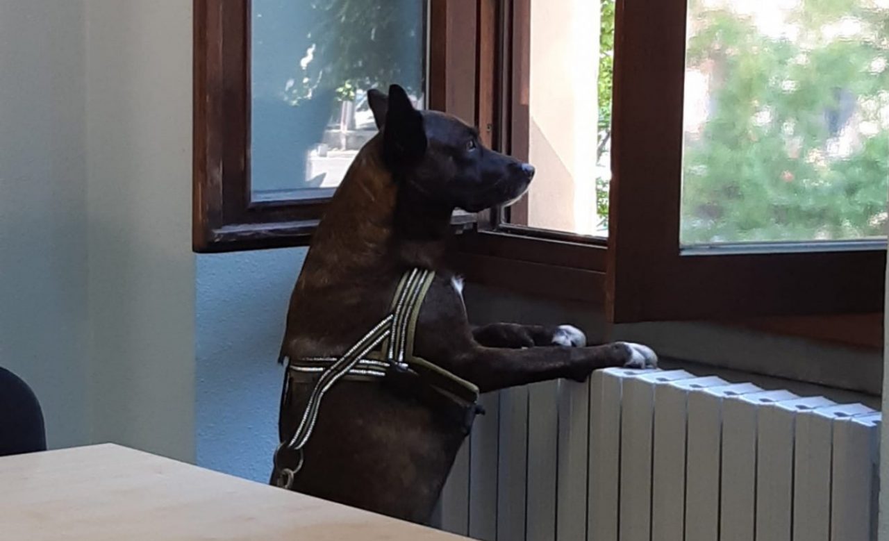 Treno bloccato: cane difende la padrona svenuta tra i sedili forse per un attacco epilettico