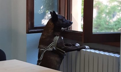 Treno bloccato: cane difende la padrona svenuta tra i sedili forse per un attacco epilettico