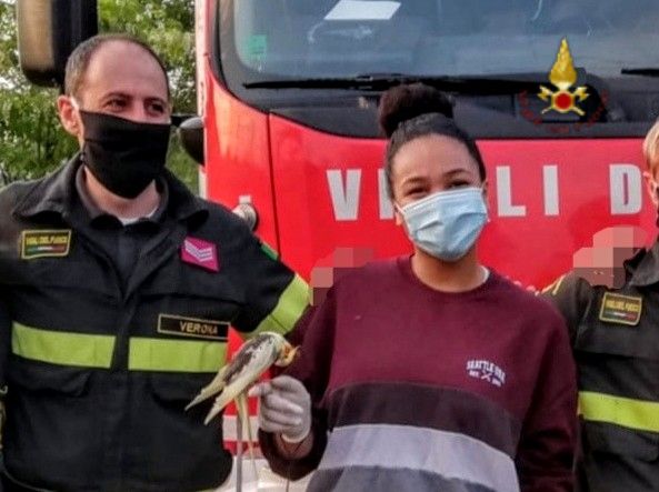 Squadra di pompieri recupera Blacky, il pappagallo “fuggitivo”