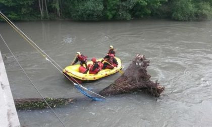 Ordine Ingegneri di Verona: "I tagli degli alberi lungo il fiume sono indispensabili"