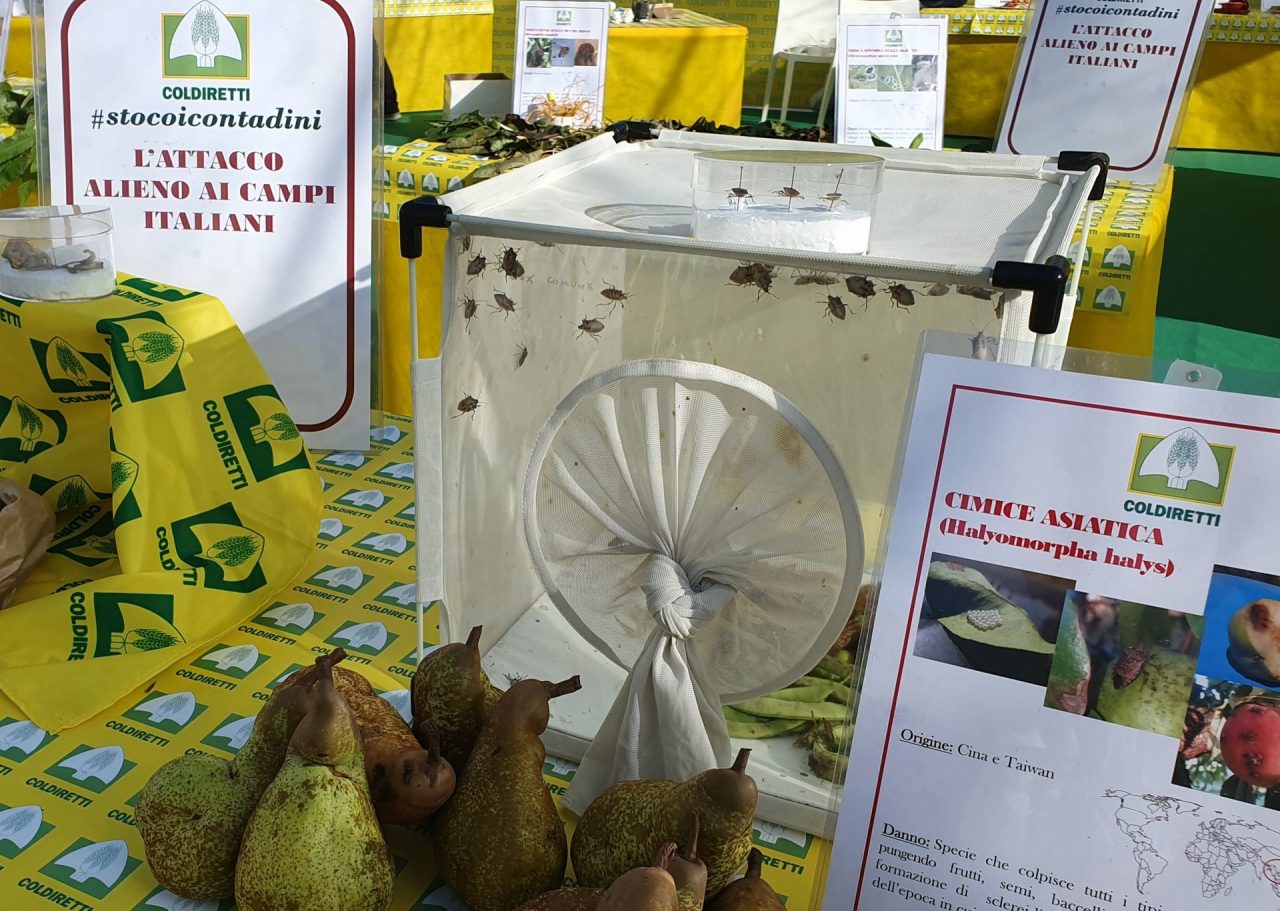 Coldiretti: “Firmato il decreto, via libera a vespa samurai salva raccolti”