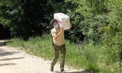 Maratona dello staff nel Parco Natura Viva, raccolti 2mila dollari per il panda rosso FOTO