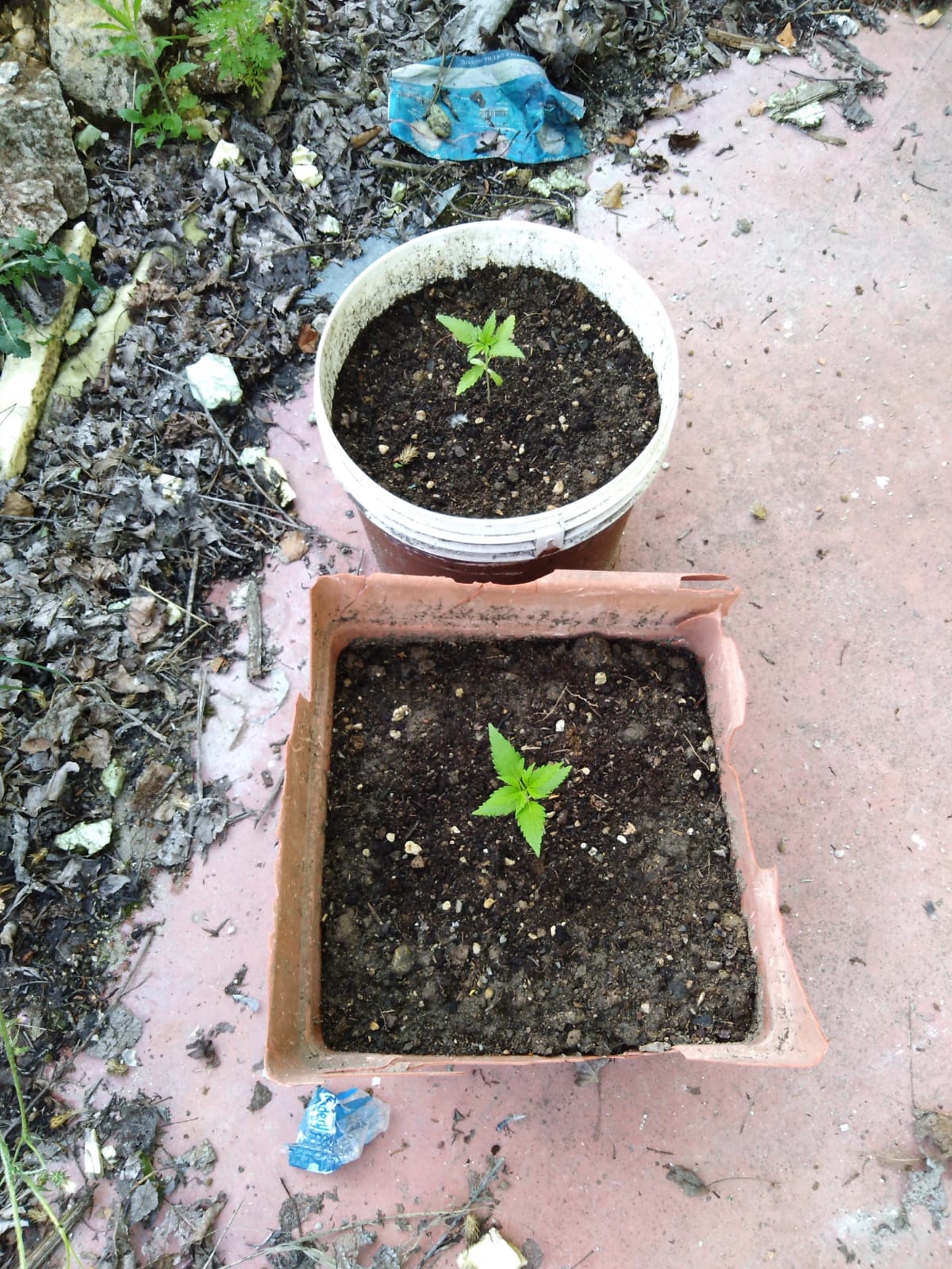 piantine_droga