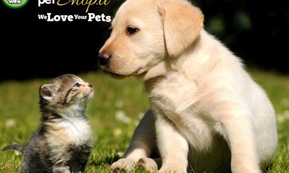 Robinson Pet Shop, il negozio online per gli amanti degli animali domestici