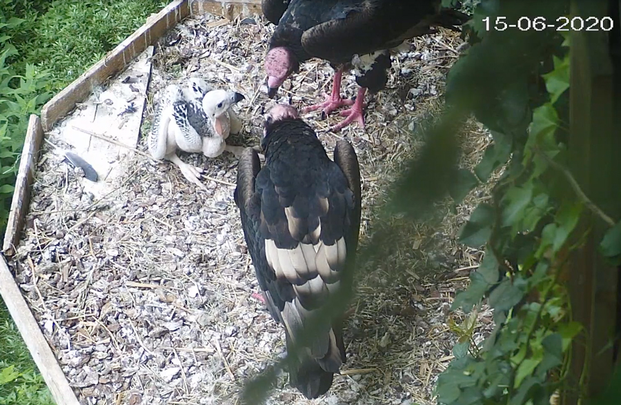 E’ nato a Bussolengo l’unico pulcino di avvoltoio reale indiano al mondo FOTO E VIDEO