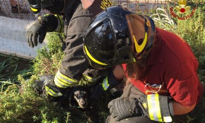 Cane cade in una vasca di liquame, salvato dai Vigili del Fuoco FOTO